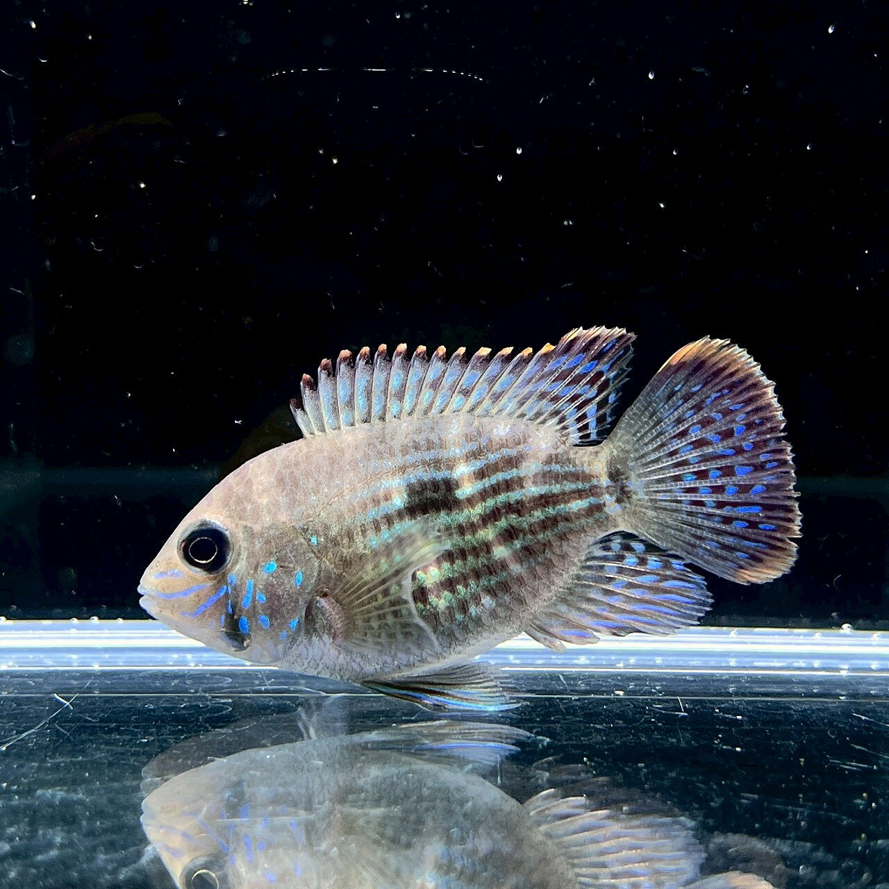 乐天商城 - ラウンドグリーンテラー (6cm±) (1匹) 不二熱帯魚 シクリッド 熱帯魚 淡水魚 生体