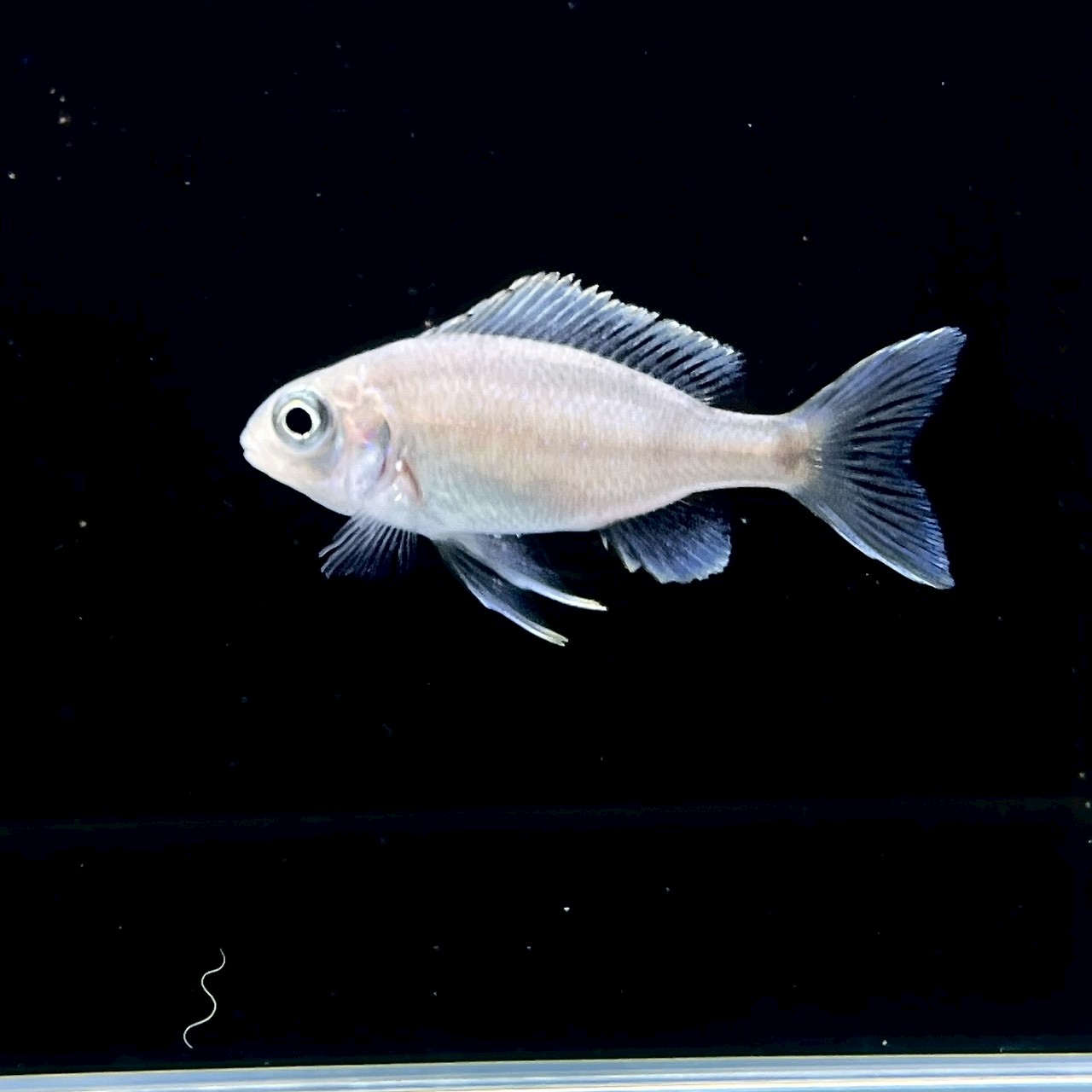 オフタルモティラピア ベントラリス (4cm±) (1匹) 不二熱帯魚 アフリカンシクリッド 熱帯魚 ...