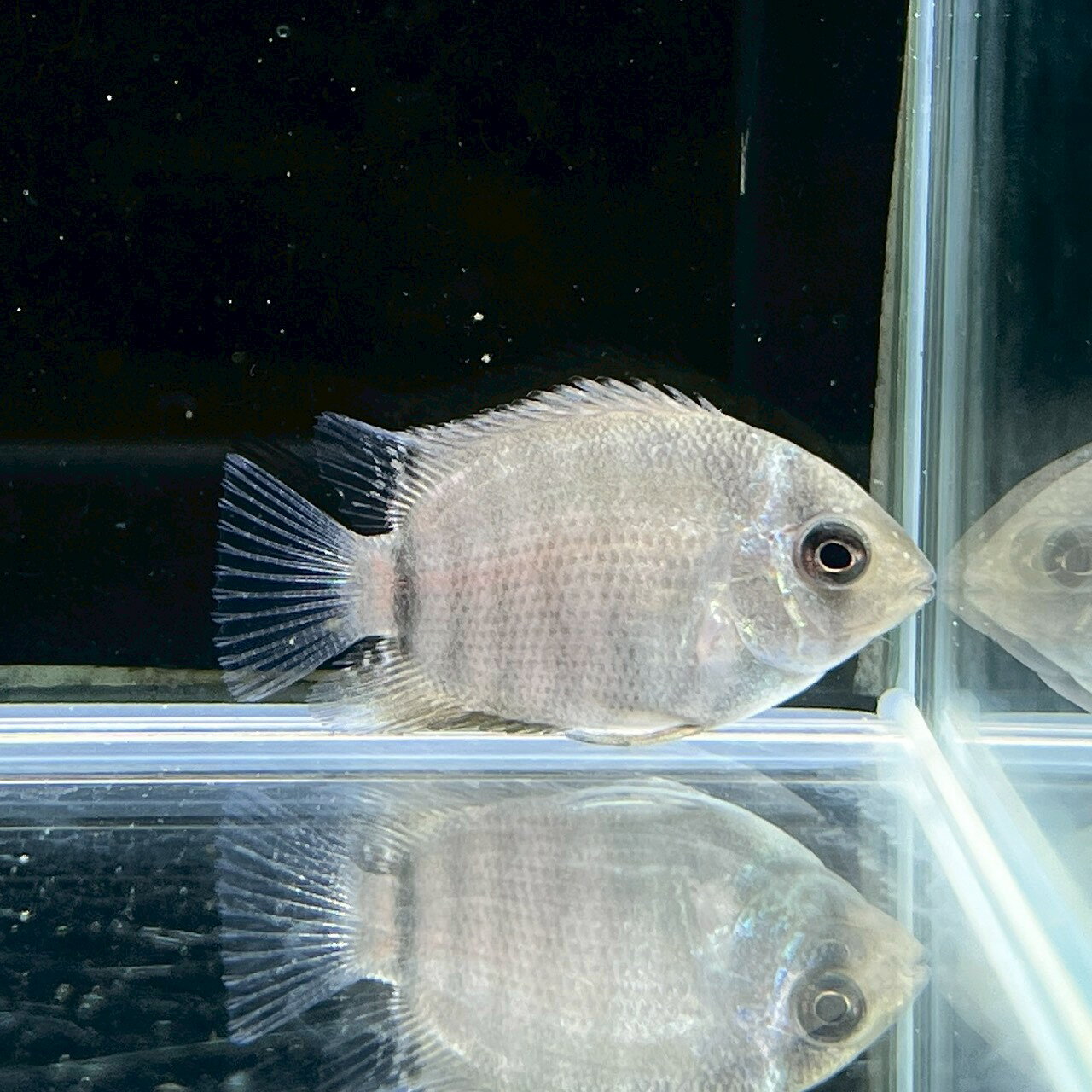 グリーン・セベラム (3cm±) (1匹) 不二熱帯魚 シクリッド 熱帯魚 淡水魚 生体