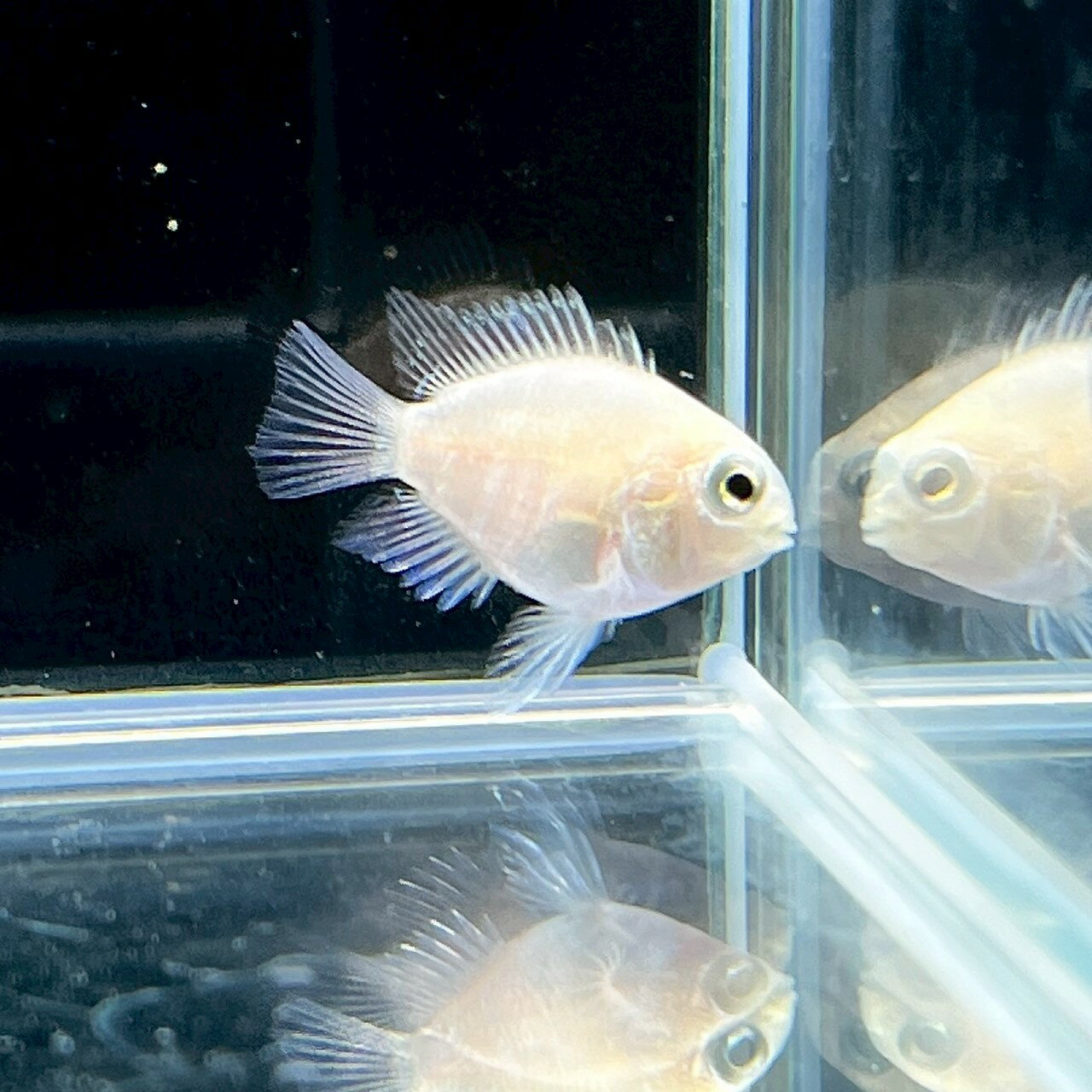 スノーパロット (2.5m±) (1匹) 不二熱帯魚 シクリッド 熱帯魚 淡水魚 生体