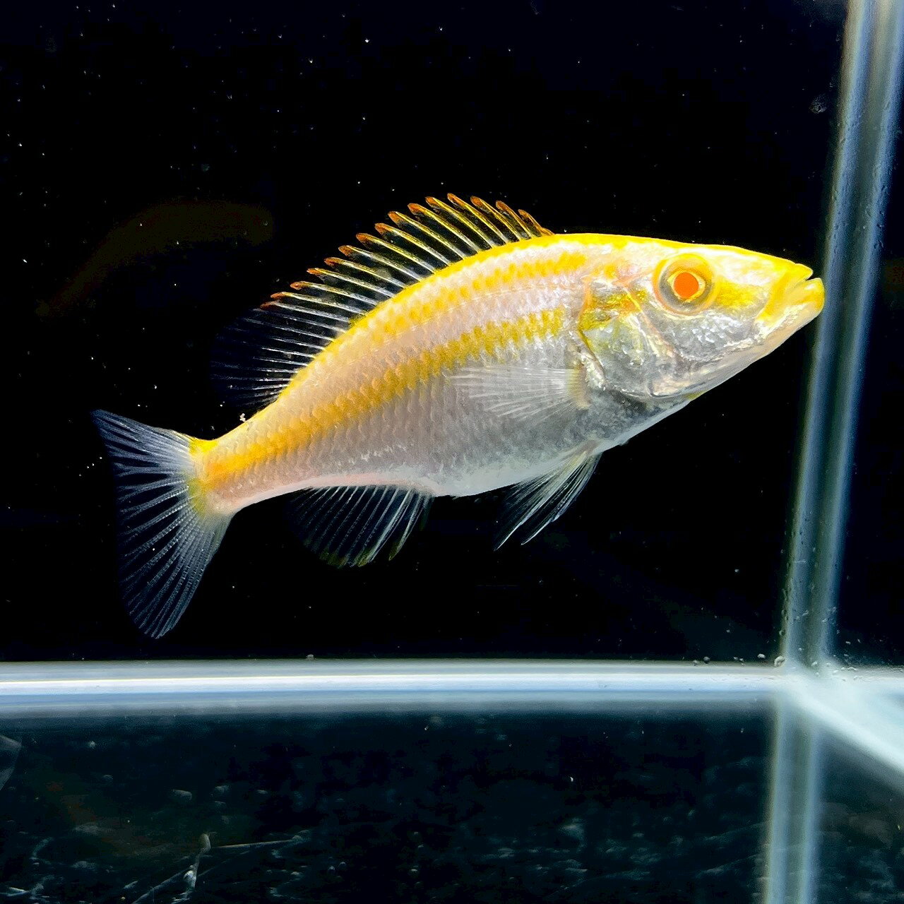 ディミディオクロミス・コンプレシケプス・アルビノ (5cm±) (1匹) 不二熱帯魚 アフリカンシク ...