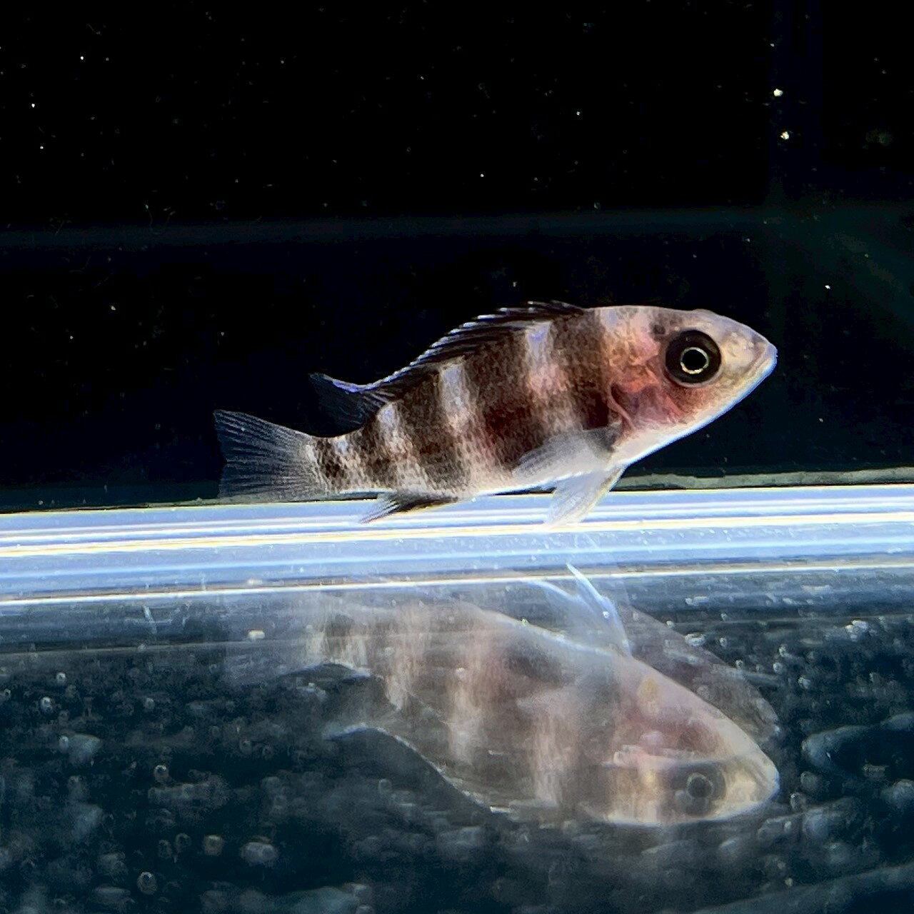 キフォティラピア・フロントーサ　ブルンディ (3cm±) (1匹) 不二熱帯魚 アフリカンシクリッド ...