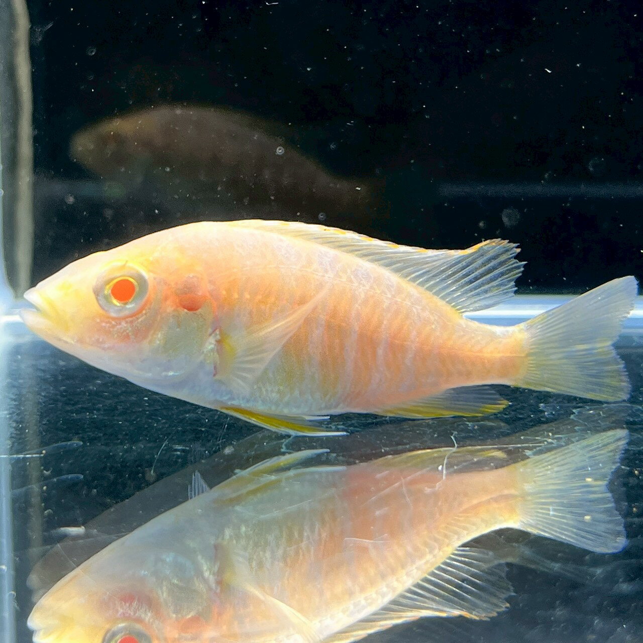 アルビノアーリー (3cm±) (1匹) 不二熱帯魚 アフリカンシクリッド 熱帯魚 淡水魚 生体
