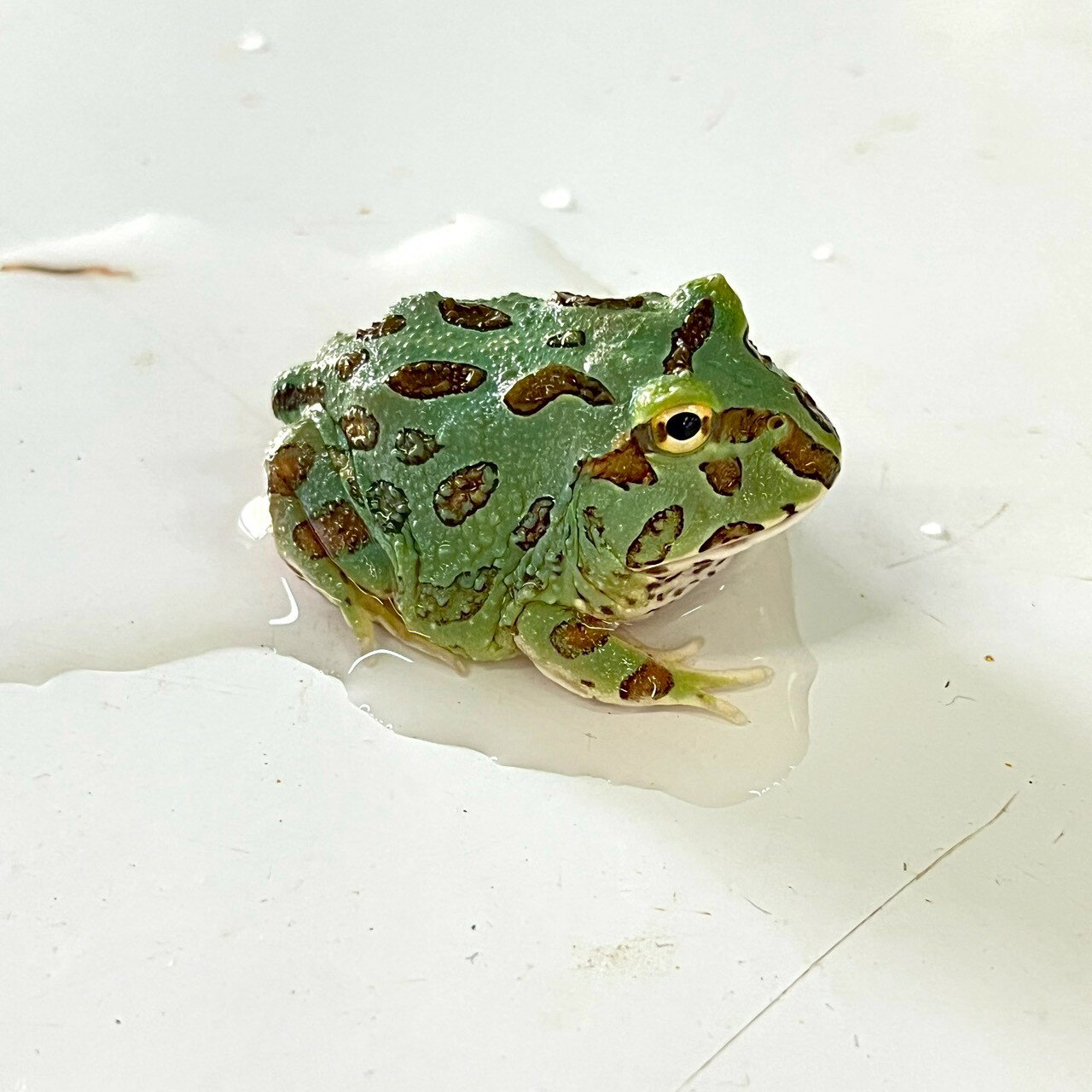 ベルツノガエル グリーン (3cm±) (1匹) お任せ 不二熱帯魚 熱帯魚 淡水魚 生体
