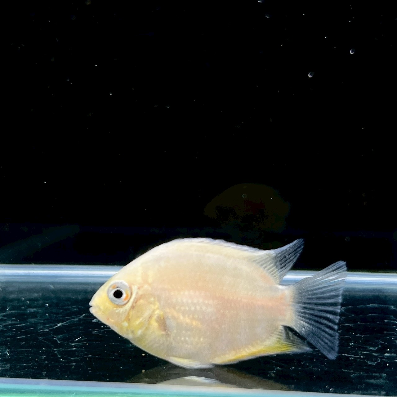 ゴールデン・セベラム (3cm±) (1匹) 不二熱帯魚 シクリッド 熱帯魚 淡水魚 生体