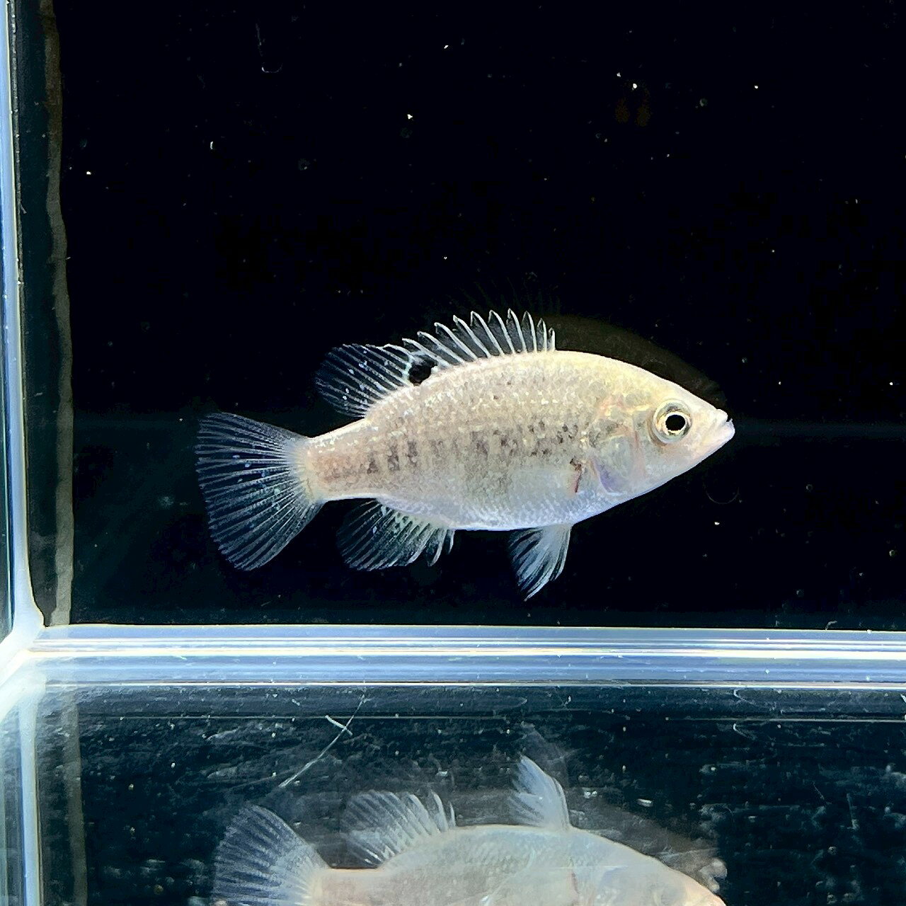 乐天商城 - パラティラピア　ポーレニ (4cm±) (1匹) 不二熱帯魚 シクリッド 熱帯魚 淡水魚 生体