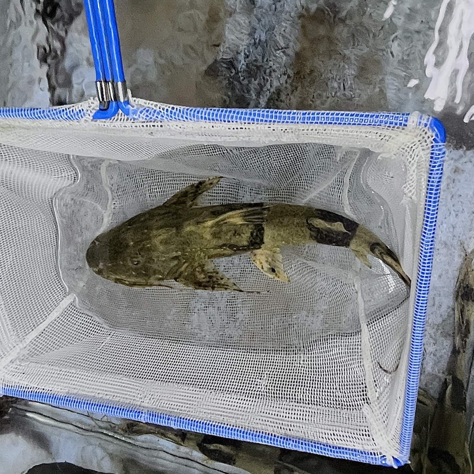 不二熱帯魚の【死着保証付き】バガリウスヤレリー (28cm±) (1匹) 不二熱帯魚 熱帯魚 淡水魚 生体 人気種 ナマズ｜アングル3