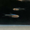 ラスボラ・アクセルロディ (ブルー) (Mサイズ) (10匹)不二熱帯魚 熱帯魚 淡水魚 生体 人気種 コイ科