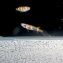 クラウンキリー (Mサイズ) (10匹) 不二熱帯魚 熱帯魚 淡水魚 メダカ(4)