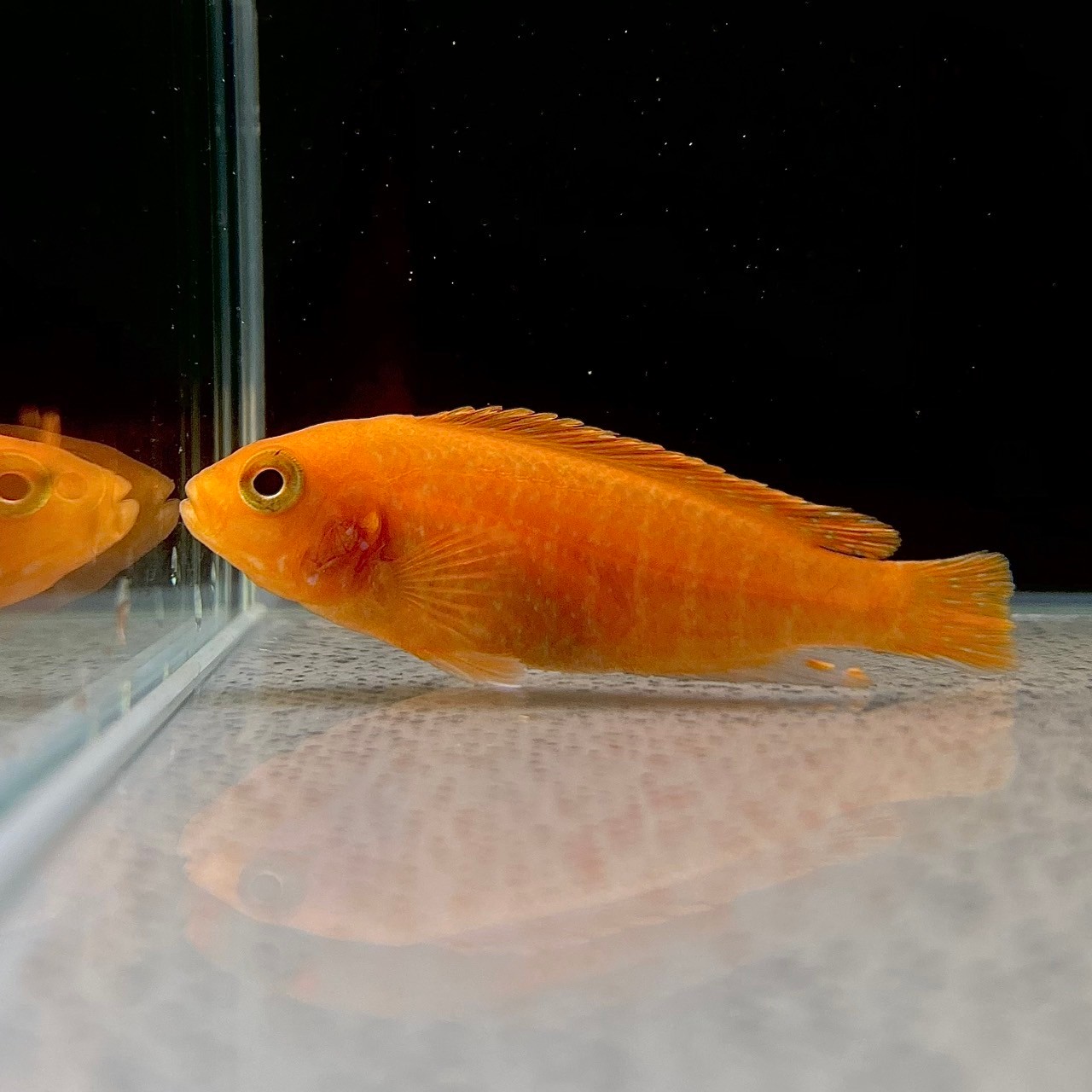 レッドゼブラシクリッド (10cm±) (5匹) 不二熱帯魚 アフリカンシクリッド 熱帯魚 淡水魚 生体