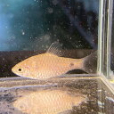 オデッサバルブ (MSサイズ) (5匹) 不二熱帯魚 熱帯魚 淡水魚 生体 コイ科(4)