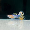 ブルーバリガーターグッピー オス♂ (5匹) 不二熱帯魚 熱帯魚 淡水魚 グッピー
