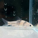 ポストフィッシュ (7cm±) (5匹) 不二熱帯魚 熱帯魚 淡水魚 生体 コイ科(4)