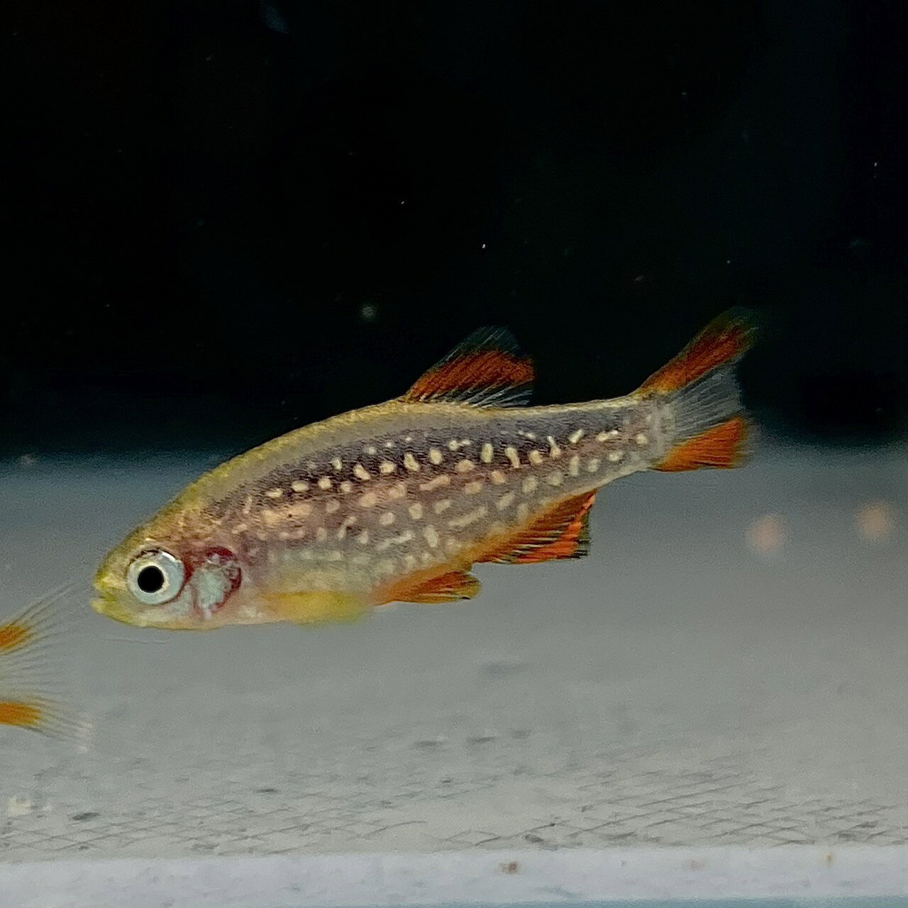 不二熱帯魚のミクロラスボラ・ハナビ (Mサイズ) (8匹) 不二熱帯魚 熱帯魚 淡水魚 生体 コイ科｜アングル2