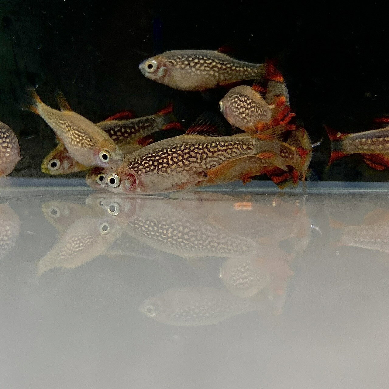 不二熱帯魚のミクロラスボラ・ハナビ (Mサイズ) (8匹) 不二熱帯魚 熱帯魚 淡水魚 生体 コイ科｜アングル3