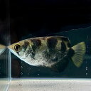 ゴールデンアーチャーフィッシュ (5cm±) (1匹) 不二熱帯魚 淡水飼育