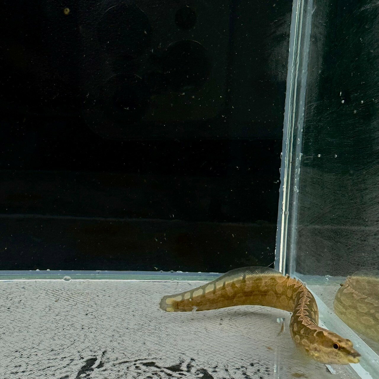 不二熱帯魚のマスタセンベルス・アルマトゥス (25cm±) (1匹) 不二熱帯魚 熱帯魚 淡水魚 生体 その他｜アングル2