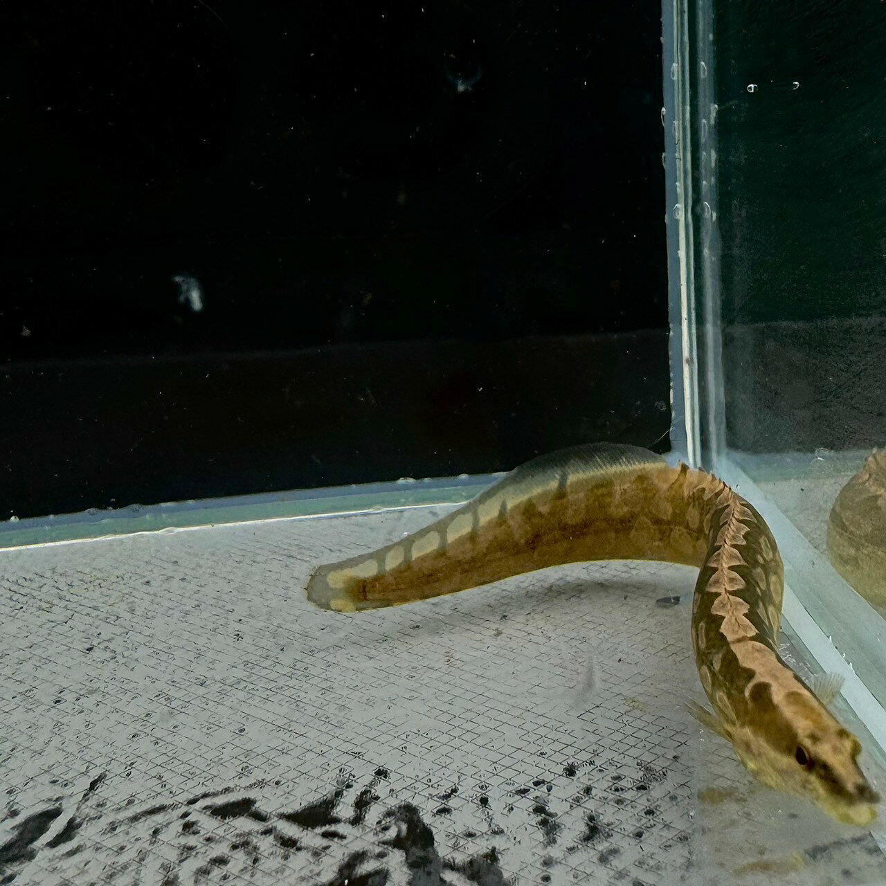 不二熱帯魚のマスタセンベルス・アルマトゥス (25cm±) (1匹) 不二熱帯魚 熱帯魚 淡水魚 生体 その他｜アングル3