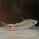 シルバーフライングフォックス (4cm±) (5匹) 不二熱帯魚 熱帯魚 淡水魚 生体 ドジョウ