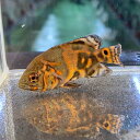 タイガーオスカー (7cm±) (1匹) 不二熱帯魚 熱帯魚 淡水魚 生体 シクリッド(4)