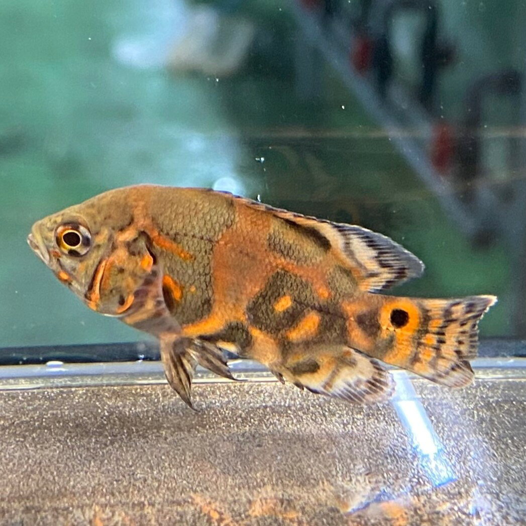 不二熱帯魚のタイガーオスカー (5cm±) (1匹) 不二熱帯魚 熱帯魚 淡水魚 生体 シクリッド｜アングル2