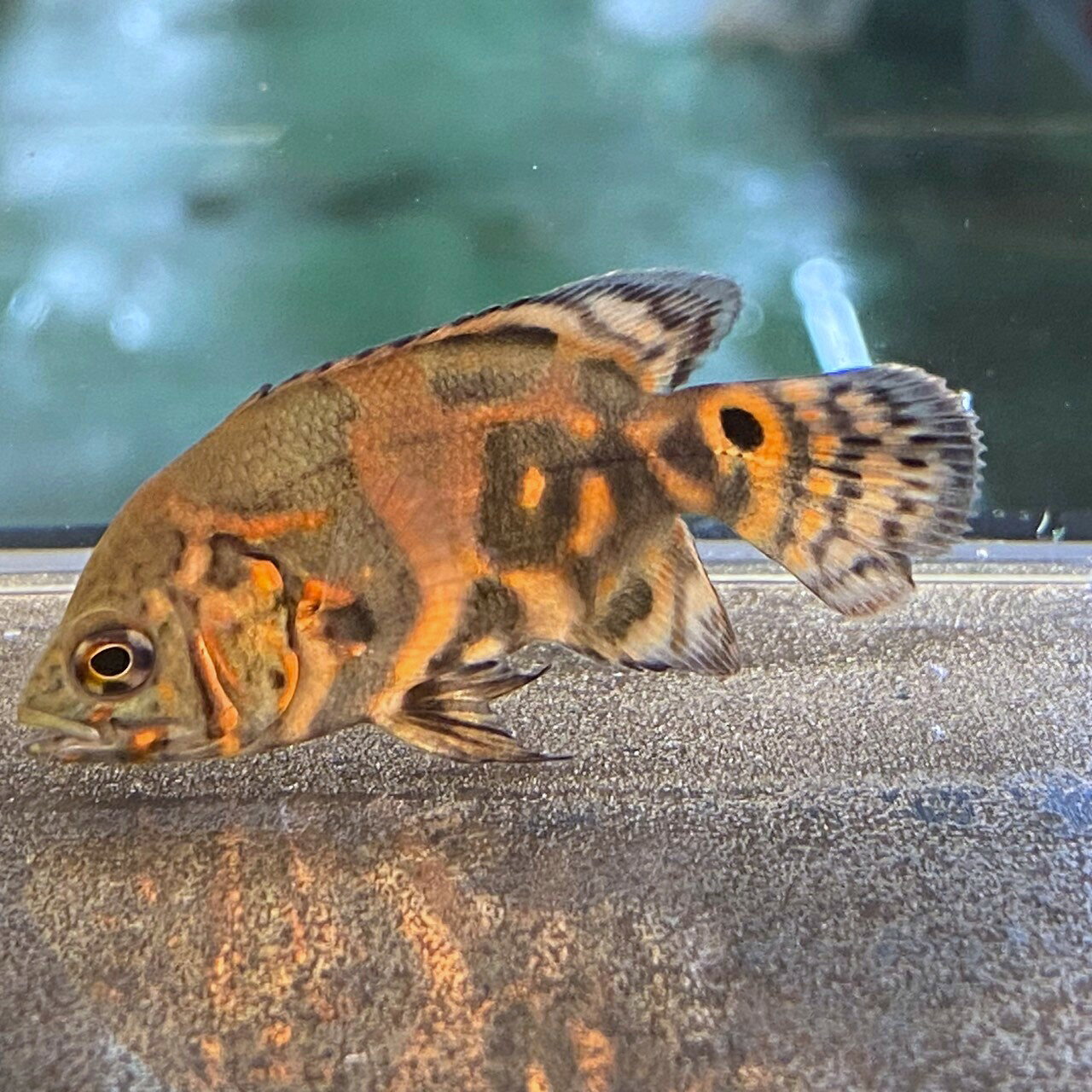 不二熱帯魚のタイガーオスカー (5cm±) (1匹) 不二熱帯魚 熱帯魚 淡水魚 生体 シクリッド｜アングル3