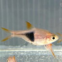 ラスボラヘテロモルファ (XLサイズ) (8匹) 不二熱帯魚 熱帯魚 淡水魚 生体 コイ科(4)
