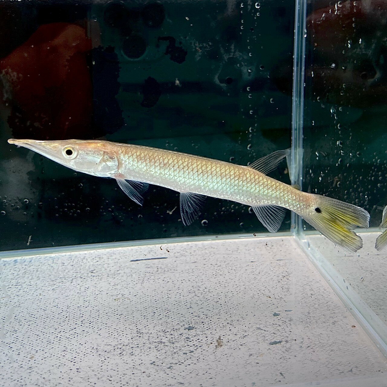 楽天市場】古代魚ガーの通販 楽天市場】古代魚ガーの通販