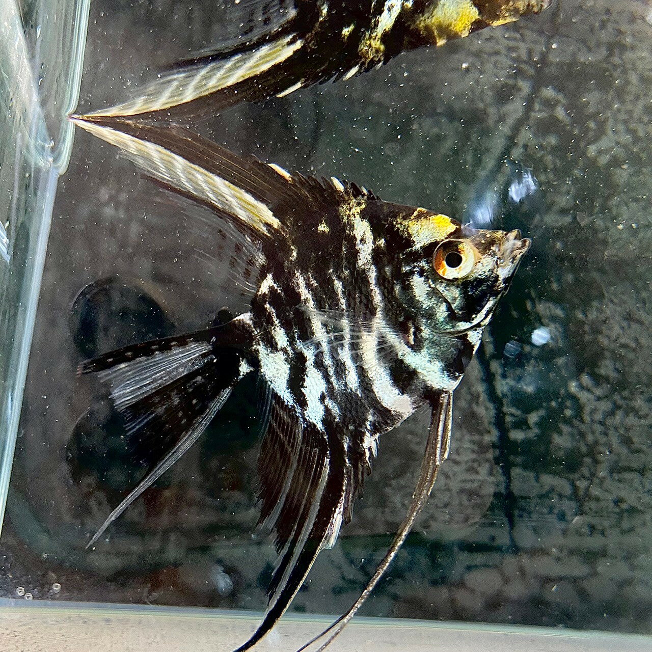 乐天商城 - マーブルエンゼル (Mサイズ) (2匹) 不二熱帯魚 熱帯魚 淡水魚 エンゼル