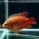 バルーンレッドジュエルシクリッド (5cm±) (1匹) 不二熱帯魚 熱帯魚 淡水魚 生体 アピスト(4)