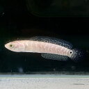 ホワイトスポットコウタイ (10cm+) (1匹) 不二熱帯魚 熱帯魚 観賞魚 生体 肉食魚 アナバス