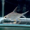 スーパーハイフィンバルブ (8cm±) (1匹) 不二熱帯魚 熱帯魚 淡水魚 生体 コイ科
