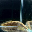 バンデッドスパイニーイール (10cm±) (1匹) 不二熱帯魚 熱帯魚 淡水魚 生体 その他