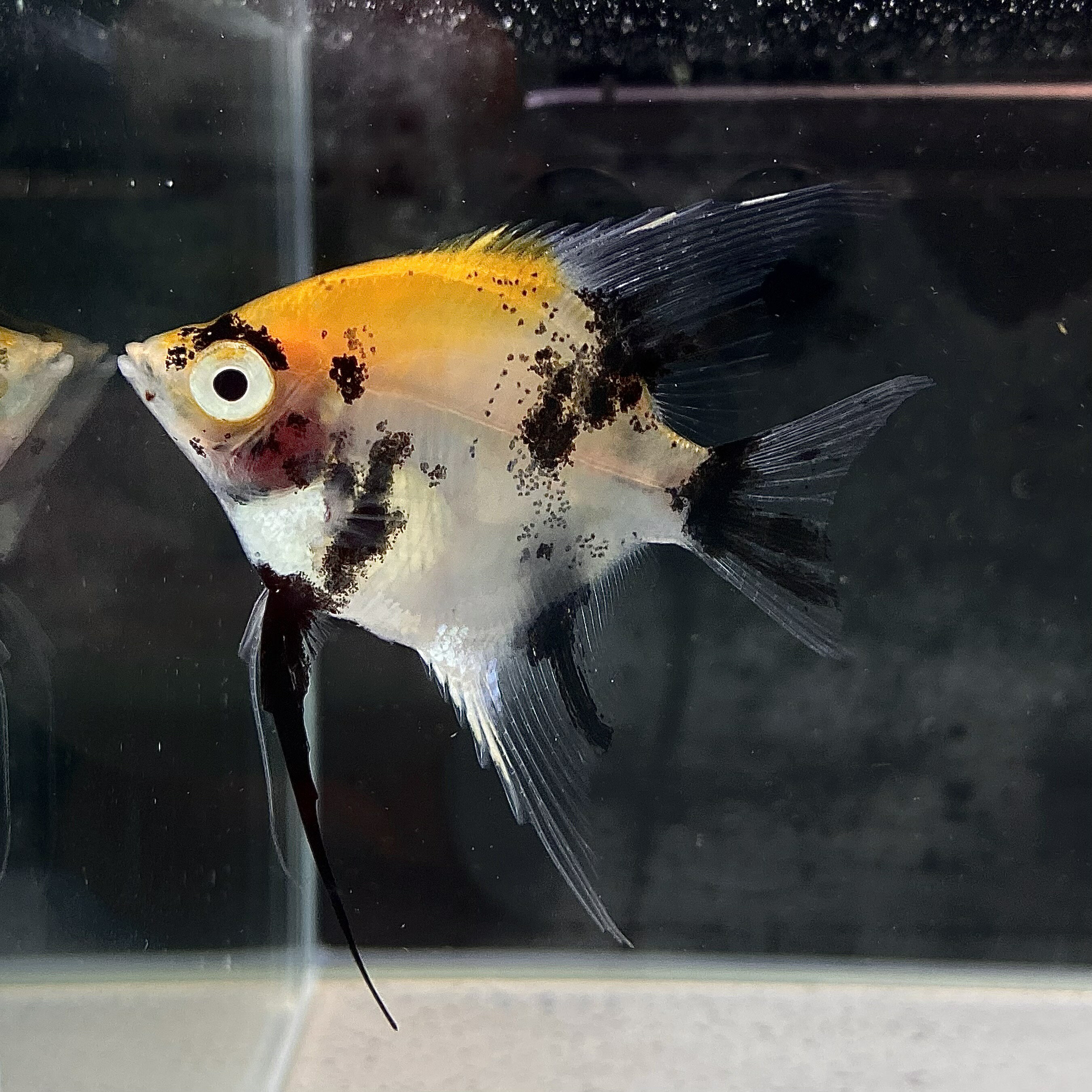 コイエンゼル (Mサイズ) (2匹) 不二熱帯魚 熱帯魚 淡水魚 エンゼル