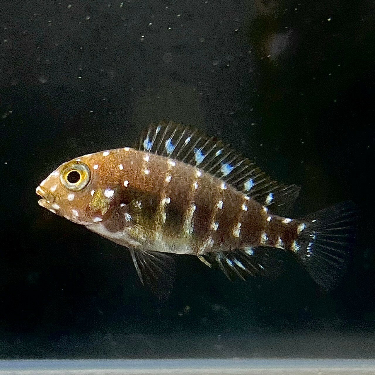 トロフェウス　ドゥボイシー (4cm±) (1匹) 不二熱帯魚 アフリカンシクリッド 熱帯魚 淡水魚 生体