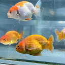 らんちゅう お任せ ※色、柄指定不可 (10cm±) (1匹) 不二熱帯魚 熱帯魚 淡水魚 生体 金魚(4)