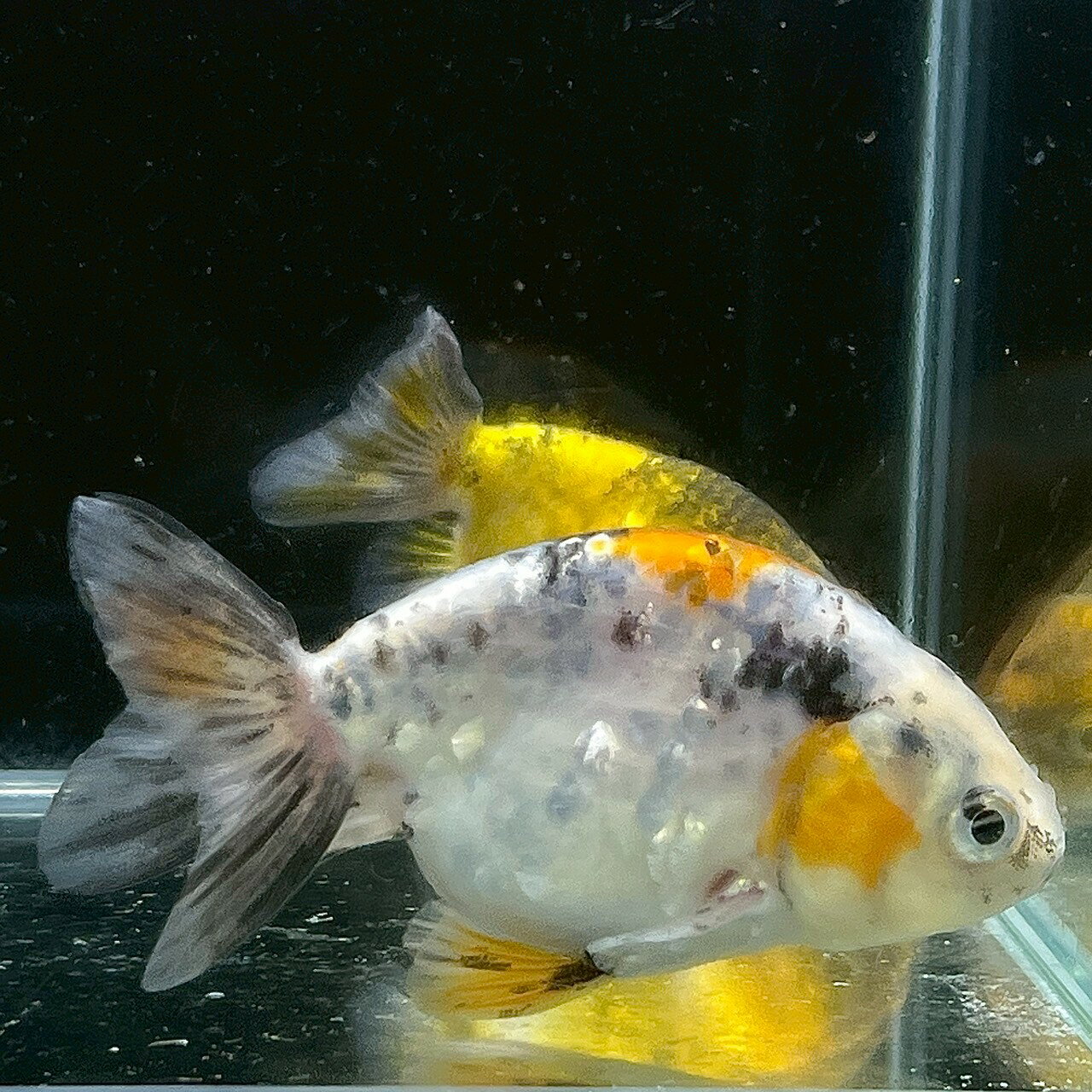 キャリコらんちゅう　お任せ　※色、柄指定不可 (7cm±) (1匹) 不二熱帯魚 熱帯魚 淡...