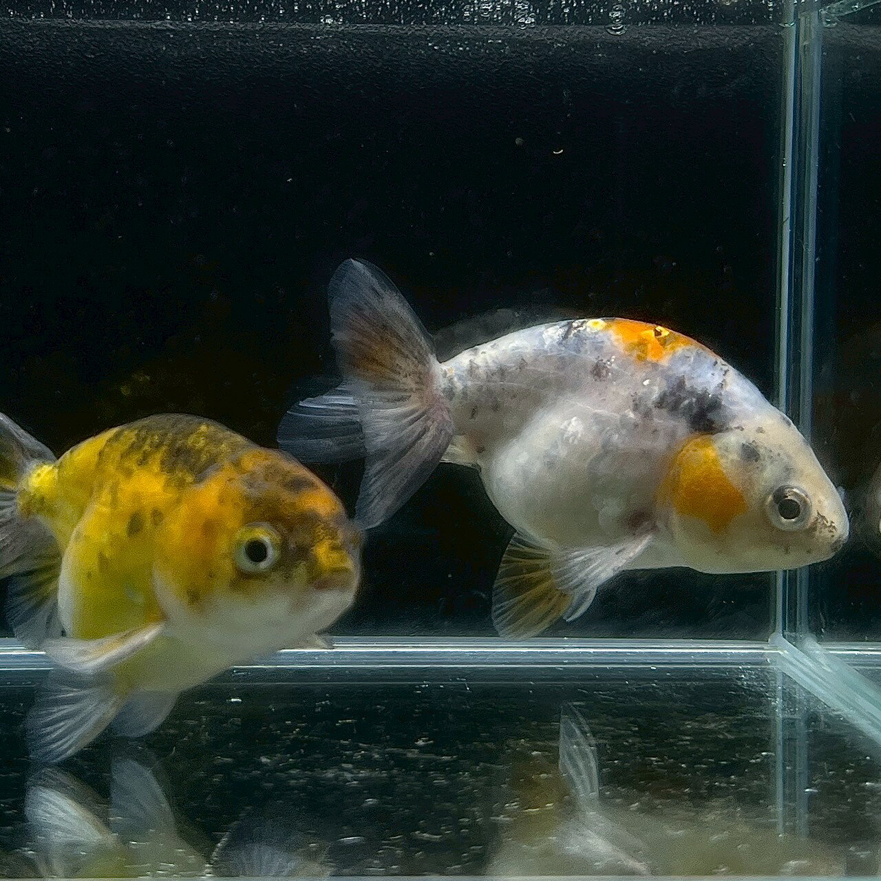 キャリコらんちゅう　お任せ　※色、柄指定不可 (7cm±) (1匹) 不二熱帯魚 熱帯魚 淡...