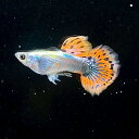 プラチナモザイクダンボイヤーグッピー オス♂ (Mサイズ) (5匹) 不二熱帯魚 熱帯魚 淡水魚 グッピー