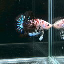 (2)現物写真 プラカット マルチカラーベタ オス (Mサイズ) (1匹) 不二熱帯魚 淡水魚 生体 ベタ 写真の個体が届きます