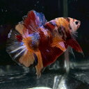 (4)現物写真 プラカット マルチカラーベタ オス (Mサイズ) (1匹) 不二熱帯魚 淡水魚 生体 ベタ 写真の個体が届きます