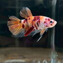 (6)現物写真 プラカット マルチカラーベタ オス (Mサイズ) (1匹) 不二熱帯魚 淡水魚 生体 ベタ 写真の個体が届きます