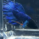 (3)現物写真 クラウンテール ベタ オス (Mサイズ) (1匹) 不二熱帯魚 淡水魚 生体 ベタ 写真の個体が届きます