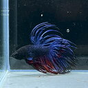 (6)現物写真 クラウンテール ベタ オス (Mサイズ) (1匹) 不二熱帯魚 淡水魚 生体 ベタ 写真の個体が届きます
