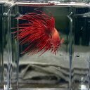 (10)現物写真 クラウンテール ベタ オス (Mサイズ) (1匹) 不二熱帯魚 淡水魚 生体 ベタ 写真の個体が届きます