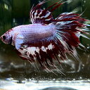 (11)現物写真 クラウンテール ベタ オス (Mサイズ) (1匹) 不二熱帯魚 淡水魚 生体 ベタ 写真の個体が届きます
