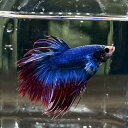 (13)現物写真 クラウンテール ベタ オス (Mサイズ) (1匹) 不二熱帯魚 淡水魚 生体 ベタ 写真の個体が届きます