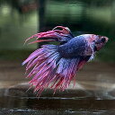 (17)現物写真 クラウンテール ベタ オス (Mサイズ) (1匹) 不二熱帯魚 淡水魚 生体 ベタ 写真の個体が届きます