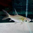 パーカーホ (5cm±) (1匹) 不二熱帯魚 熱帯魚 淡水魚 生体 人気種 コイ科