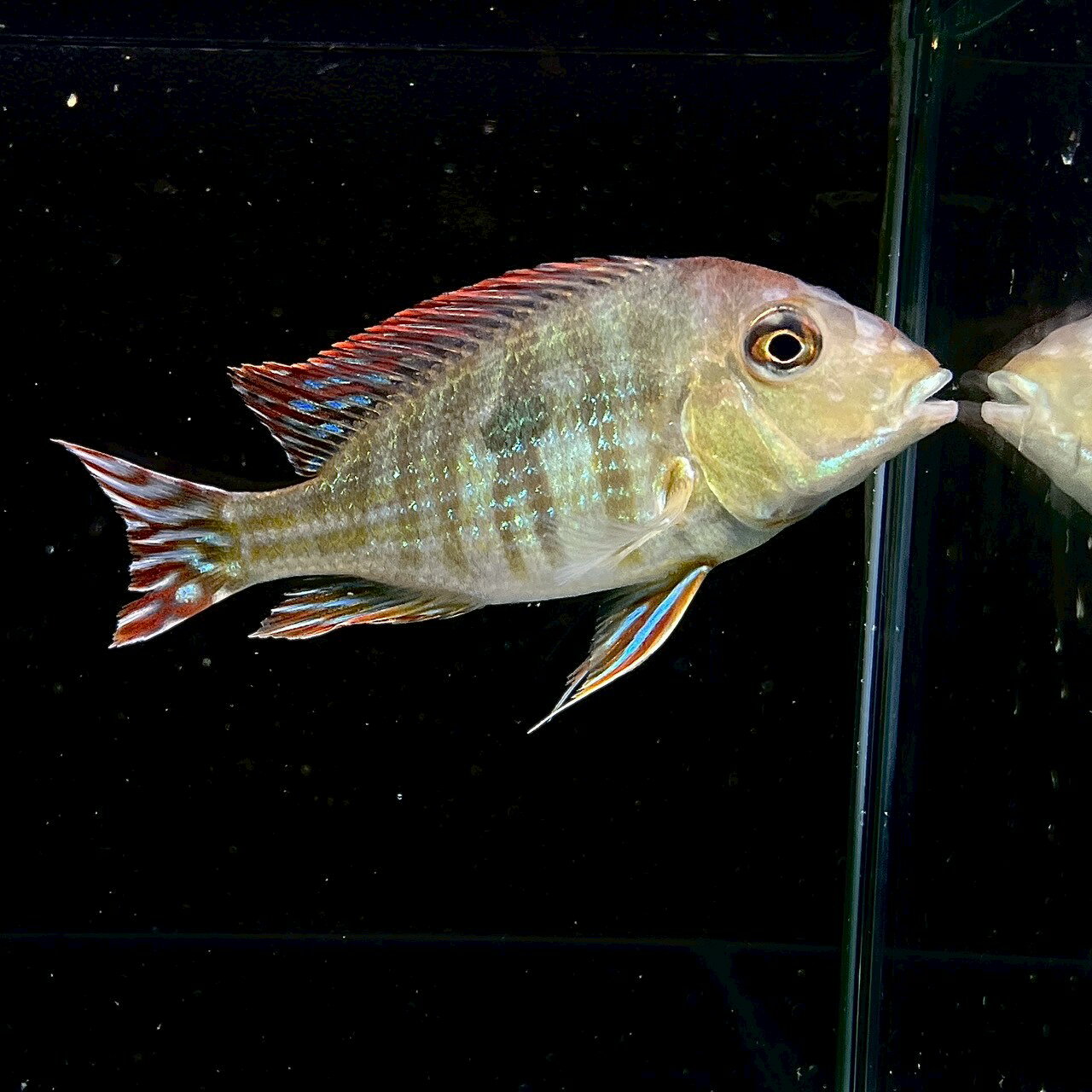 レッドゲオファーガス3匹大きいサイズです。熱帯魚、大型水槽